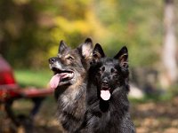 Shani und Gitan